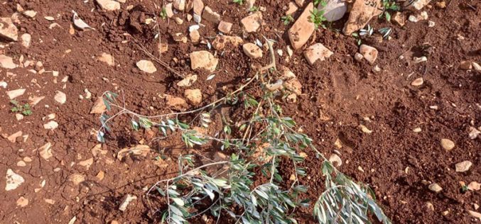 Colonists Uproot 60 Olive trees in Ar-Ras area / north Salfit city
