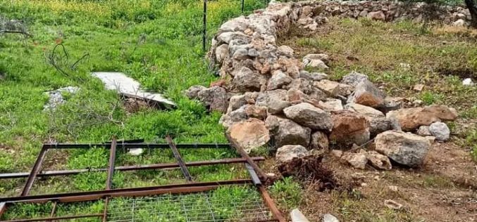قطع وسرقة 60 غرسة عنب وتخريب سناسل حجرية في بلدة كفر الديك / محافظة سلفيت