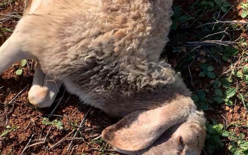 Illegal Israeli Colonists Kill two heads of Sheep in Jib’it / Ramallah governorate