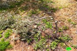 Bait Ayin colonists cut down olive trees in a land at Surif town, Hebron governorate