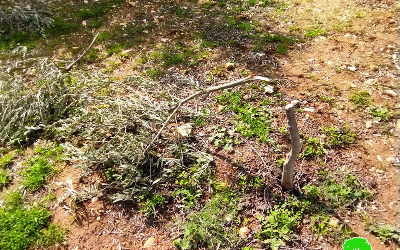 Bait Ayin colonists cut down olive trees in a land at Surif town, Hebron governorate