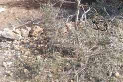 مستعمرو “رحاليم” يقطعون أشجار زيتون من أراضي قرية ياسوف / محافظة سلفيت