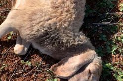Illegal Israeli Colonists Kill two heads of Sheep in Jib’it / Ramallah governorate
