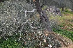 مستعمرو “بروخين” يقطعون عشرات اشجار الزيتون من أراضي بلدة كفر الديك / محافظة سلفيت
