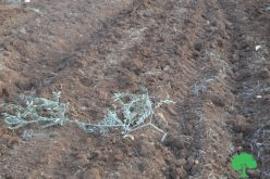 قطع وتخريب 200 غرسة زيتون في منطقة ” خلة حسان” شمال بلدة بديا / محافظة سلفيت