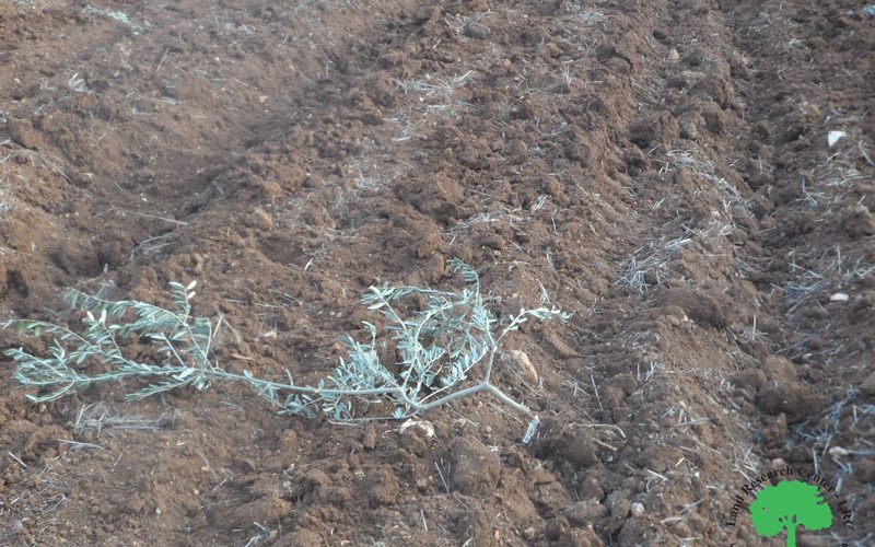 Cutting and sabotaging 200 olive saplings in “Khallet Hassan” north Bidya / Salfit governorate