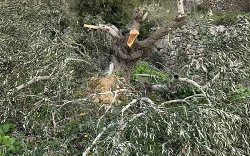 “Bruchin” Colonists Cut Tens of Olive Trees in Kafr Ad-Dik / Salfit Governorate