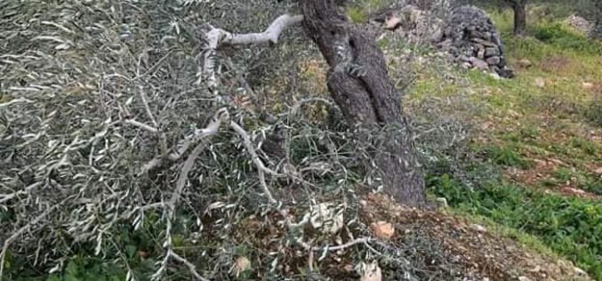 مستعمرو “بروخين” يقطعون عشرات اشجار الزيتون من أراضي بلدة كفر الديك / محافظة سلفيت