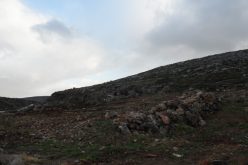 الاحتلال الإسرائيلي يتلف غراس زيتون من حقول قرية المغير / محافظة رام الله