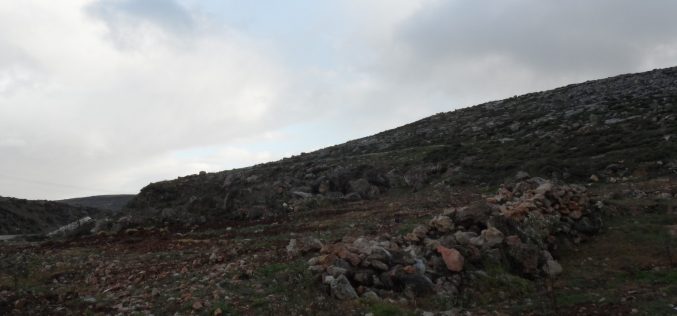 الاحتلال الإسرائيلي يتلف غراس زيتون من حقول قرية المغير / محافظة رام الله