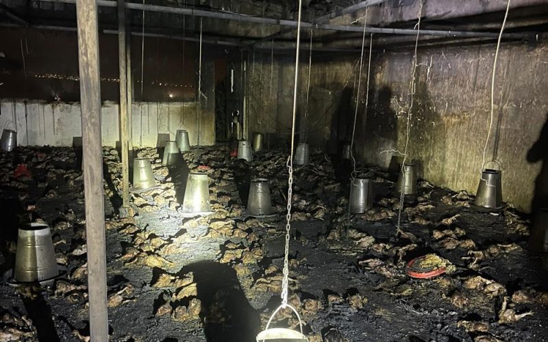 حرق مزرعة للدواجن في قرية بيت سيرا بمحافظة رام الله