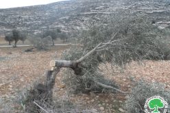 مستعمرو ” بروخين” يعتدون على 24 شجرة زيتون في بلدة كفر الديك / محافظة سلفيت