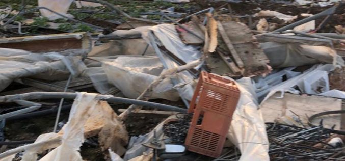 تدمير دفيئات زراعية على مساحة أربعة دونمات في بلدة جيوس / محافظة قلقيلية