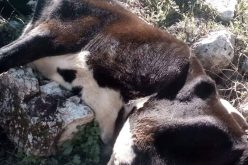 Two cows poisoned due to Israeli military trainings Leftovers in Khirbet Al-Hameh / Tubas governorate