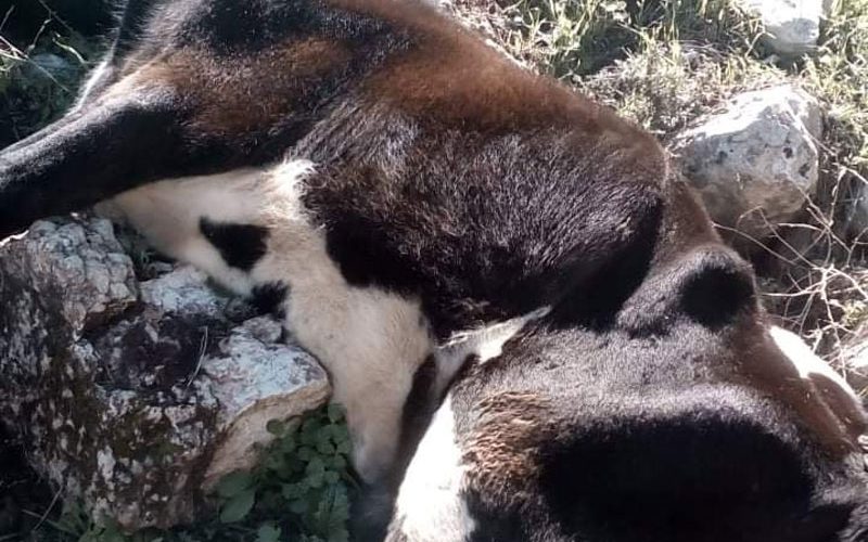 Two cows poisoned due to Israeli military trainings Leftovers in Khirbet Al-Hameh / Tubas governorate