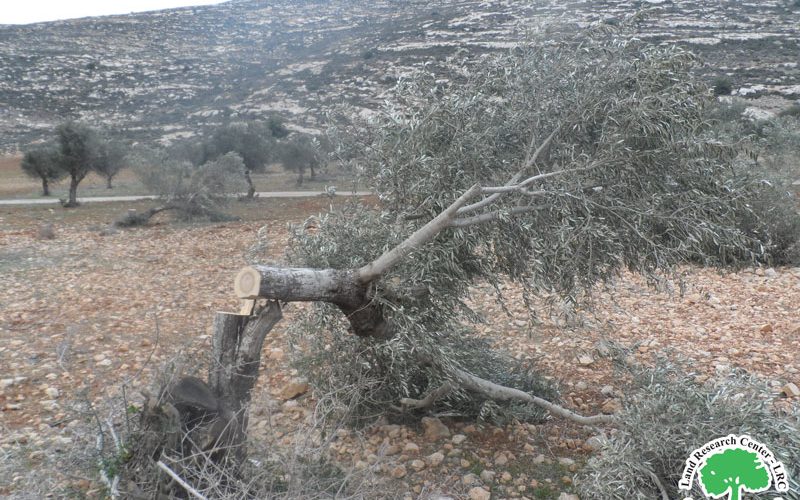 مستعمرو ” بروخين” يعتدون على 24 شجرة زيتون في بلدة كفر الديك / محافظة سلفيت