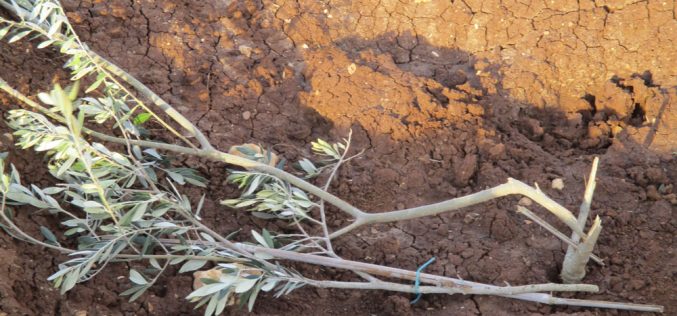 Settlers destroy 28 olive plantations in the village of Al-Mughayer, Ramallah and Al-Bireh Governorate
