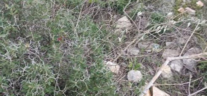 Uprooting and Vandalizing Olive Saplings  in the town of Bruqin / Salfit Governorate