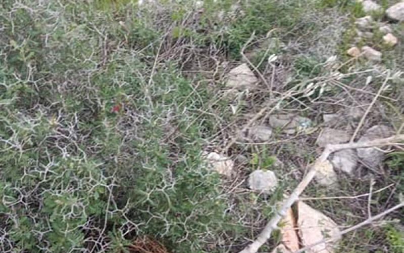 Uprooting and Vandalizing Olive Saplings  in the town of Bruqin / Salfit Governorate