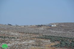 أبقار المستعمرون ترعى في حقول الزيتون في قرية المغير بمحافظة رام الله
