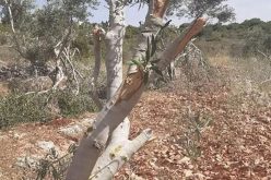مستعمرو “رحاليم” يقطعون أشجار زيتون من حقول قرية ياسوف / محافظة سلفيت