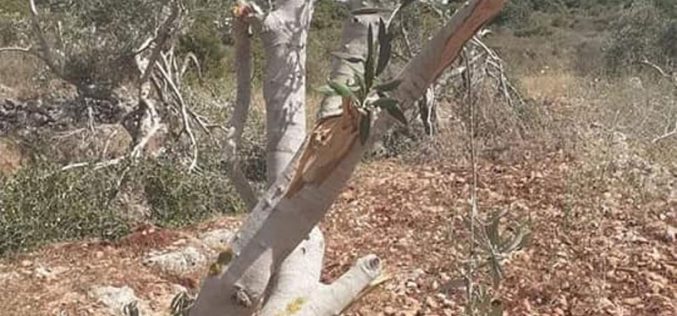 “Rahalim” settlers cut down olive trees from the fields of Yasuf village / governorate of Salfit