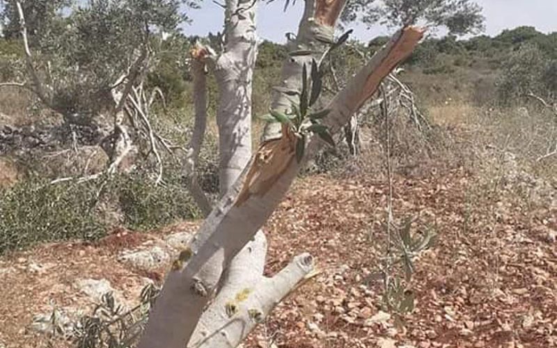 “Rahalim” settlers cut down olive trees from the fields of Yasuf village / governorate of Salfit