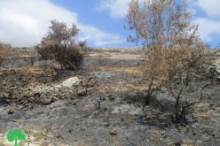 مستعمرون يحرقون 30 شجرة زيتون في قرية المغير بمحافظة رام الله