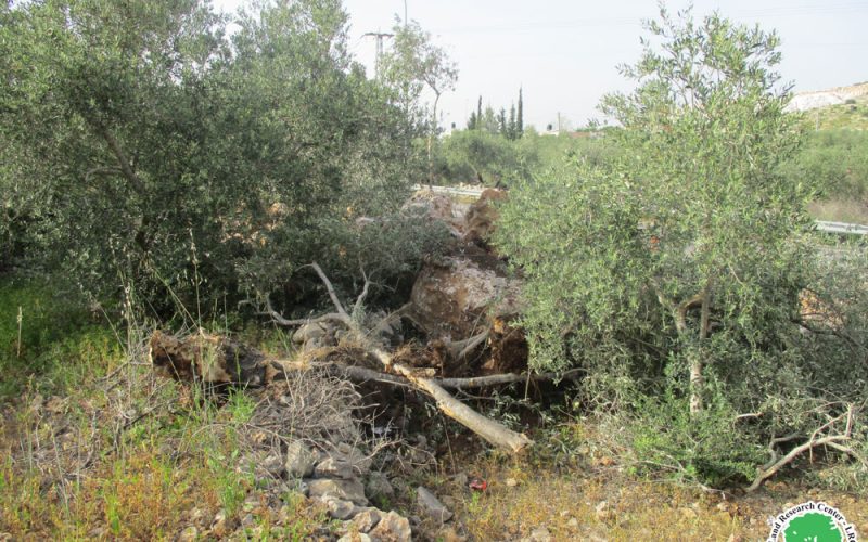 Cutting and Sabotaging 10 olive trees northeast Yasouf / Salfit Governorate