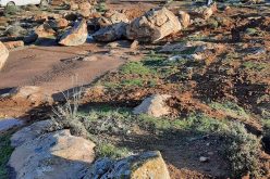 Colonists destroy a wall and Sabotage plants in ‘Awad Family lands In Qawawis / south Hebron
