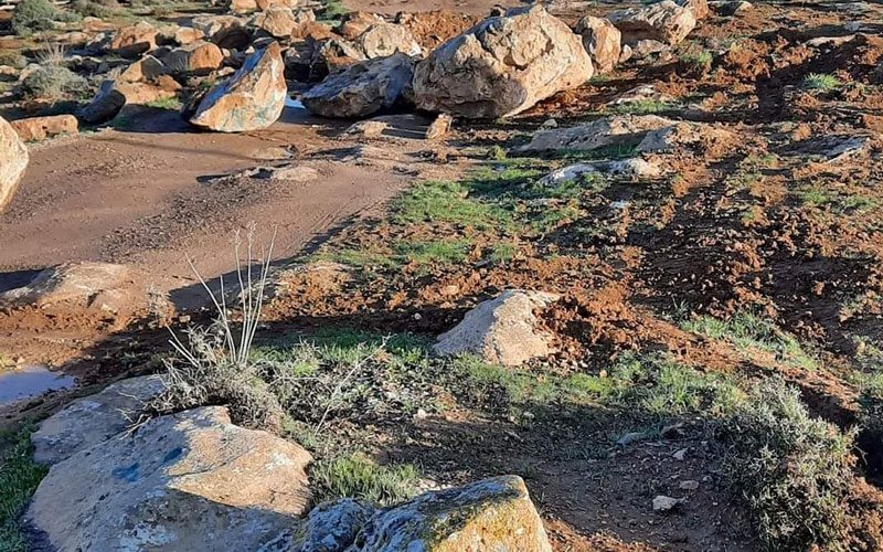 Colonists destroy a wall and Sabotage plants in ‘Awad Family lands In Qawawis / south Hebron