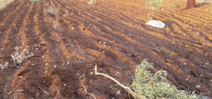 The settlers of “Givat Haroa’a” uproot olive saplings from the lands of the town of Singil in the Ramallah and Al-Bireh governorate