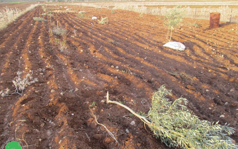 The settlers of “Givat Haroa’a” uproot olive saplings from the lands of the town of Singil in the Ramallah and Al-Bireh governorate