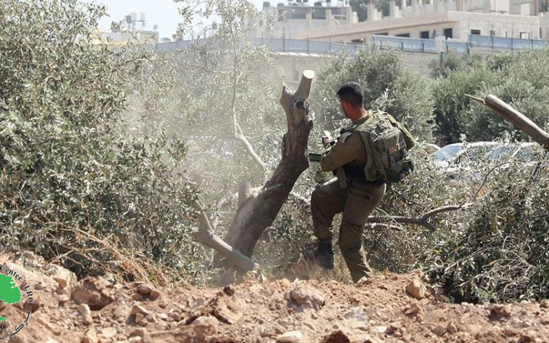 Destruction of a fence and uprooting 12 olive trees in the town of Ni’lin, Ramallah Governorate