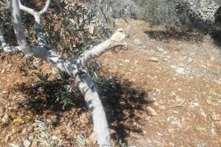 “Rahalim” settlers cut down dozens of olive groves in Yasuf in Salfit Governorate