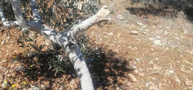 “Rahalim” settlers cut down dozens of olive groves in Yasuf in Salfit Governorate