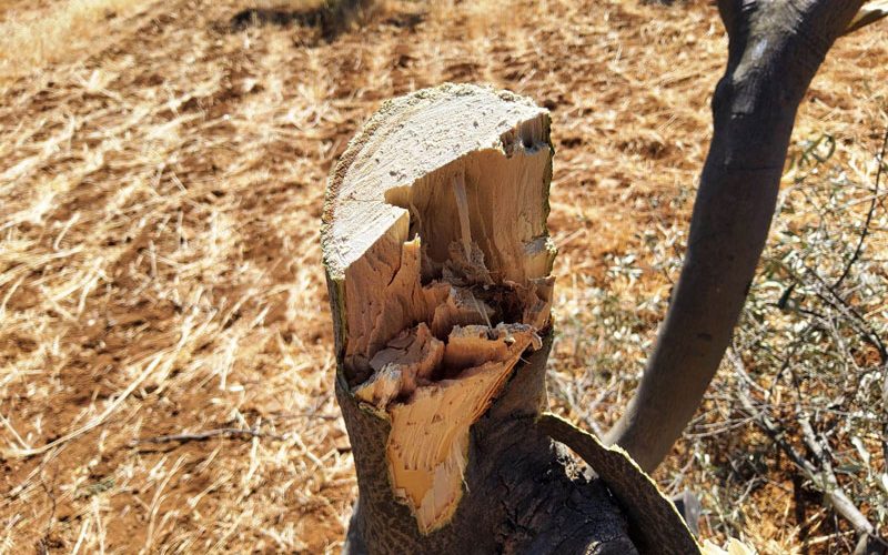 Settlers  attack citizens’ lands and crops in the village of Al-Tuwani, east of Yatta