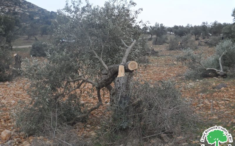 Brukhin settlers attack 24 olive trees in the town of Kafr ad-Dik  Salfit Governorate