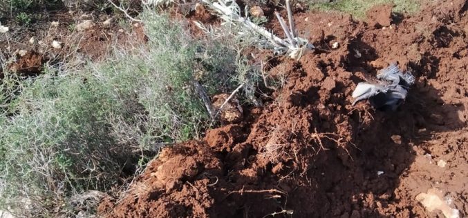 “Alei Zahav” settlers seize olive seedlings from the village of Kafr ad-Dik – Salfit Governorate