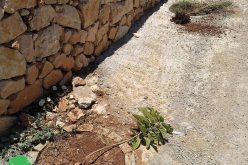 المستعمرون يقطعون ويخربون 17 شجرة مثمرة في خربة أبو فلاح بمحافظة رام الله