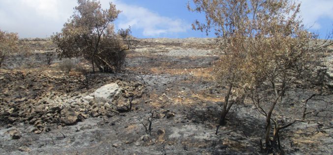 مستعمرون يحرقون 30 شجرة زيتون في قرية المغير بمحافظة رام الله
