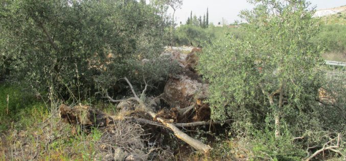 Cutting and Sabotaging 10 olive trees northeast Yasouf / Salfit Governorate
