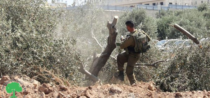 Destruction of a fence and uprooting 12 olive trees in the town of Ni’lin, Ramallah Governorate