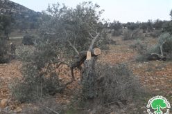 Brukhin settlers attack 24 olive trees in the town of Kafr ad-Dik  Salfit Governorate
