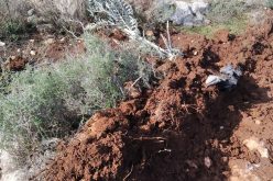 “Alei Zahav” settlers seize olive seedlings from the village of Kafr ad-Dik – Salfit Governorate