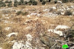 الاحتلال الاسرائيلي يقتلع 850 غرسة زيتون في قرية حجة بمحافظة قلقيلية
