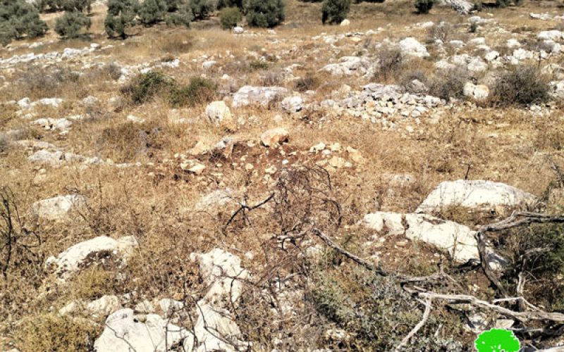 The Israeli occupation uprooted 850 olive plants in Hajjah village, Qalqilya Governorate