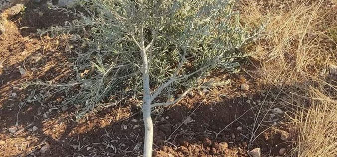 “Eli Zahav” settlers cut 60 olive plantations from the lands of the town of Kafr ad-Dik / Salfit Governorate
