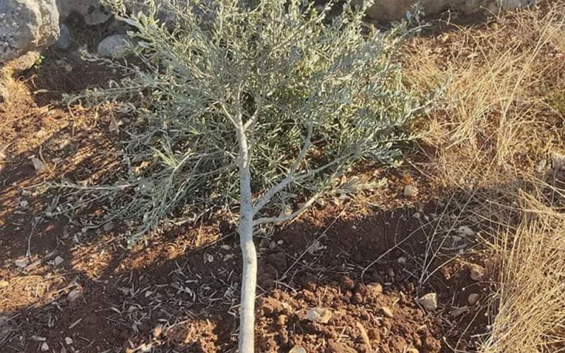 “Eli Zahav” settlers cut 60 olive plantations from the lands of the town of Kafr ad-Dik / Salfit Governorate