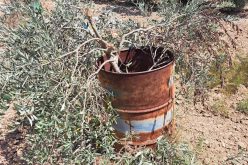 المستعمرون يتلفون 60 شجرة زيتون في قرية رأس كركر بمحافظة رام الله